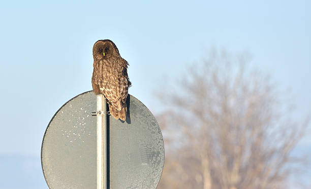 istock Ural owl in natural habitat (strix uralensis) 477180520