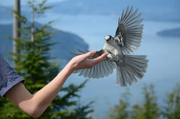 Photo of Feeding Whiskey Jacks