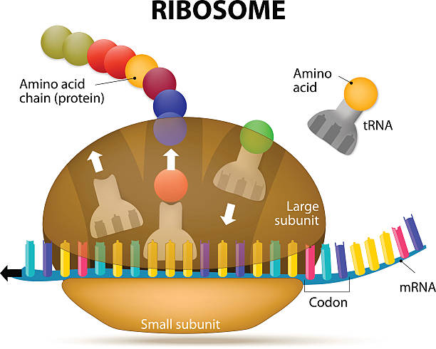 Rna Ribossomal 10+ Rna Ribossômico Ilustração de stock, gráficos vetoriais e clipart ...