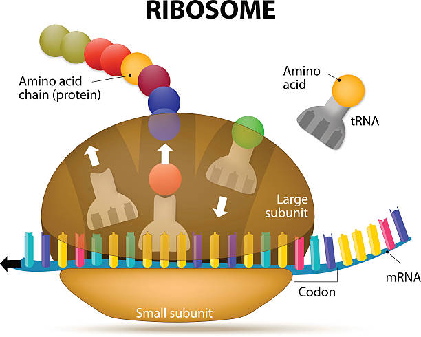 Interaction of a Ribosome with mRNA Ribosome during protein synthesis. The Interaction of a Ribosome with mRNA. Process of initiation of translation rna stock illustrations