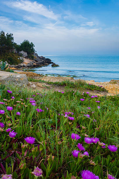 istock Flowers leading to the sea 477182064