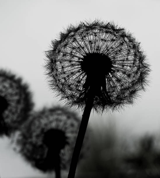 istock Silhouette of dandelion 477184300