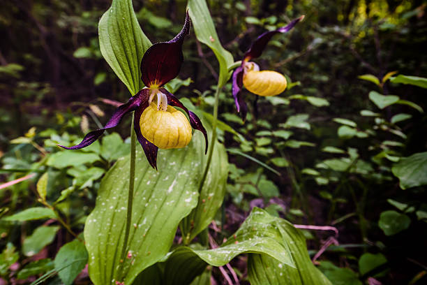 istock Lady Slipper Orchid 477184700