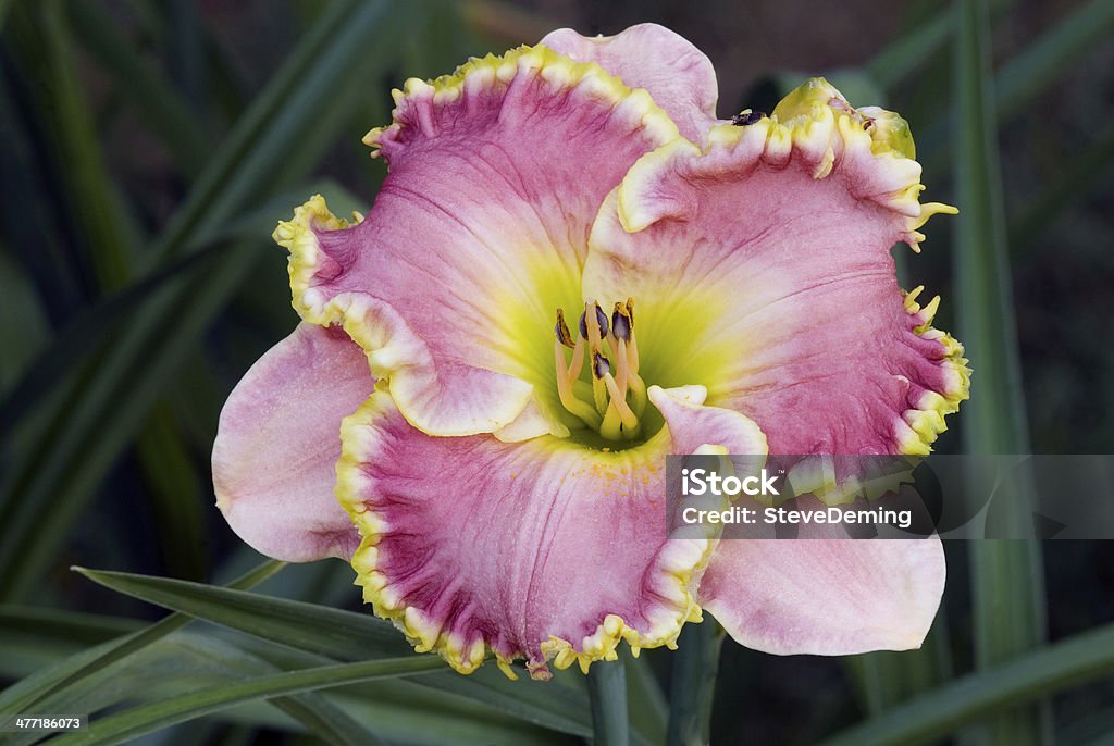 The daylily, «Leslie Renee» - Стоковые фото Без людей роялти-фри