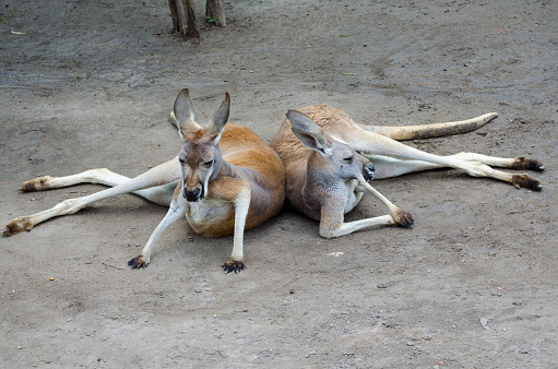 Two Red Kangaroos sitting on the ground