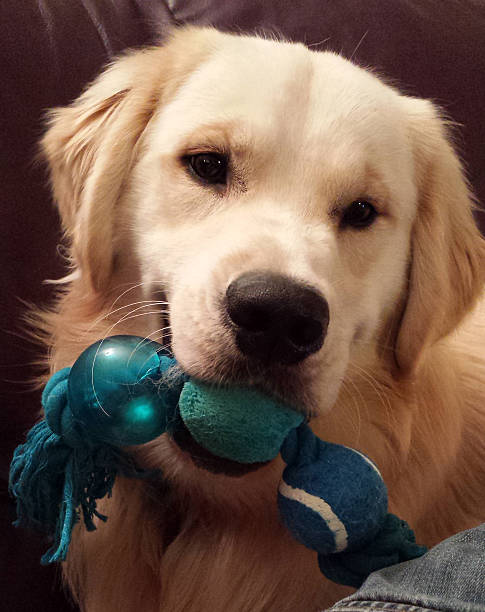 istock Golden Retriever Holding Chew Toy and Posing 477188000