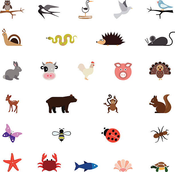 illustrations, cliparts, dessins animés et icônes de illustrations d'animaux de couleur - symbol sea animal owl