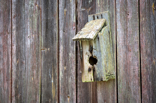 old birdhouse with moldy plank wall