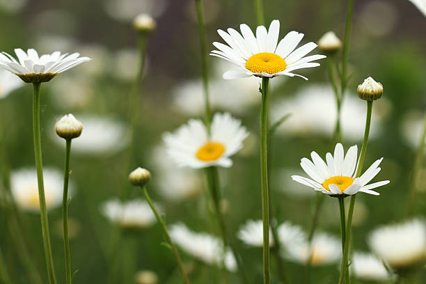 istock white daisy wild flowers meadow closeup 477192660