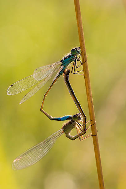 istock Coenagrionidae mating 477193245