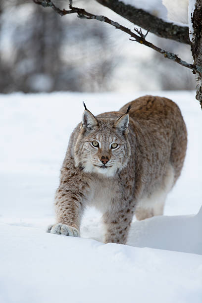 istock Lynx stalking in the forest 477193927