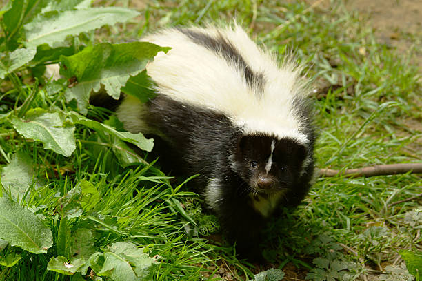 striped skunk - skunk 個照片及圖片檔