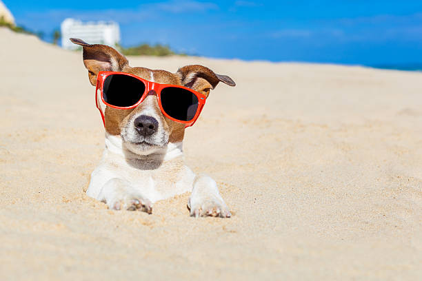 istock dog buried in sand 477195754