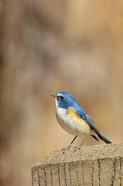 istock Red-flanked bluetail male 477196036