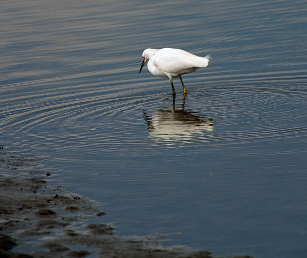 istock White Egret Looking Into The Water 477196589