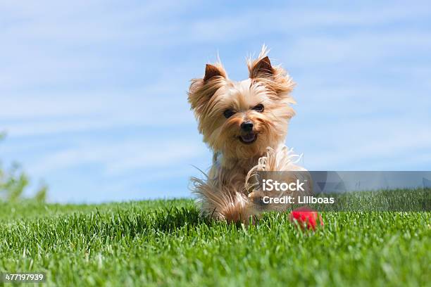 Yorkshire Terrier Dog Running Outdoors Stock Photo - Download Image Now - Yorkshire Terrier, Dog, Summer