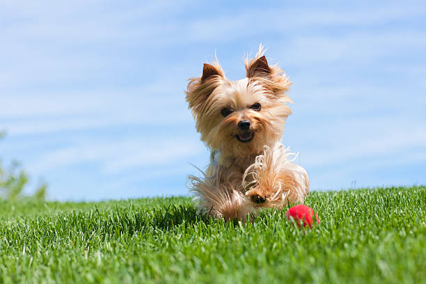 йоркширский терьер собака бежит на открытом воздухе - деко�ративная собака стоковые фото и изображения