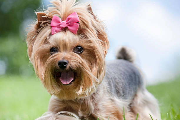 istock Yorkshire Terrier Dog Running Outdoors 477197967