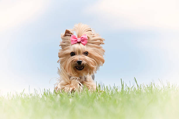 istock Yorkshire Terier dog running on a hill 477197995