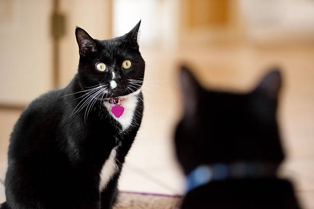 Cat Conversation Two cats face to face. tuxedo cat stock pictures, royalty-free photos & images