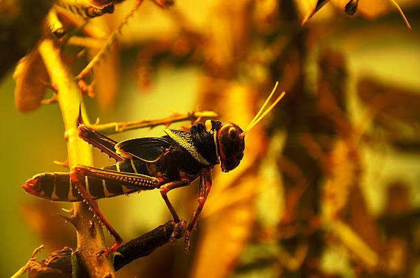 Grasshopper Black-yellow grasshopper on a rose stem. orthoptera stock pictures, royalty-free photos & images