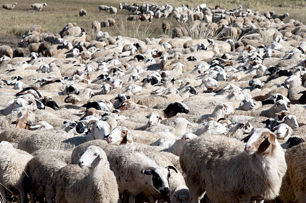 sheeps stock photo