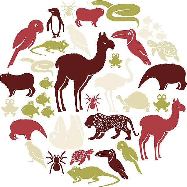 South American Animal Icon Set A set of South American animals ostrich silhouette stock illustrations