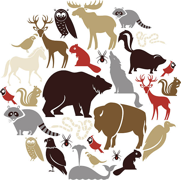56,018 North American Wild Animals Illustrations & Clip Art - iStock |  North american animals