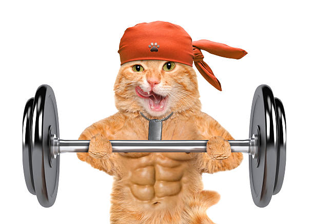 Fitness cat lifting a heavy big dumbbell. stock photo