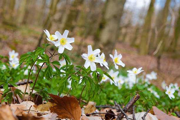 белый anemones wild рост - yellow wood anemone стоковые фото и изображения