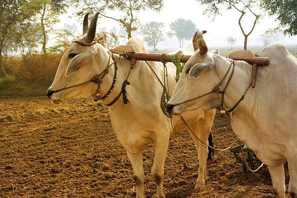 istock Bullock Ploughing the Field 477202684