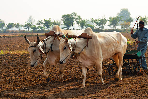 istock Farmer  Ploughing the Field 477202698