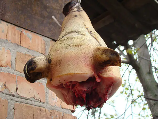 pig head is cut off-cut off the dangling rope to drain the blood.