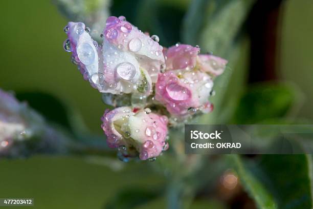 Apple Blossom Bud Shot With Dew On The Petals Stock Photo - Download Image Now - Apple Tree, 2015, Apple Blossom