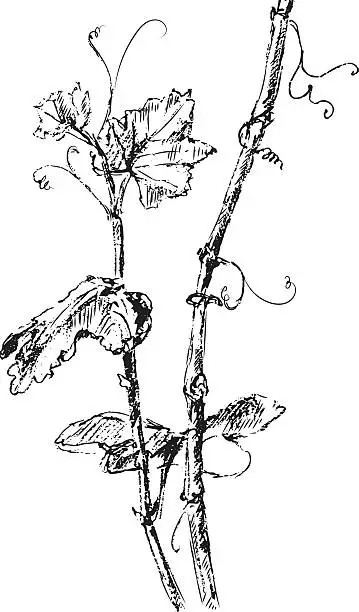 Vector illustration of grape vine