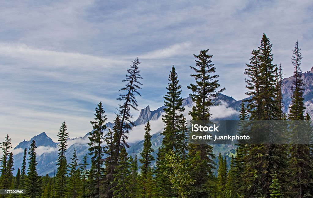 Mountain pine 2015 Stock Photo