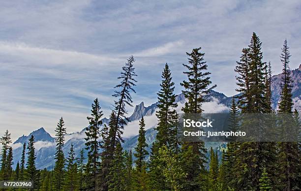 Mountain Pine Stock Photo - Download Image Now - 2015, Canada, Forest