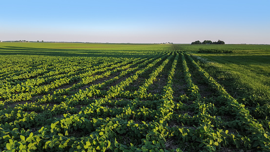Rows of Soybean growing on a Farmer. The soybeans are in the early stages of growth photographed in mid June in Central Illinois. The photograph was taken around sunset.