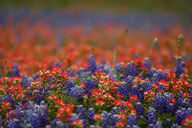 bluebonnet e prati fioriti fiori selvatici - indian paintbrush foto e immagini stock