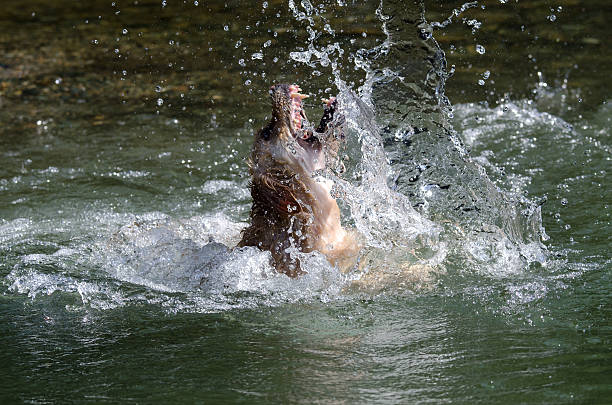 istock golden retriever running 477207240