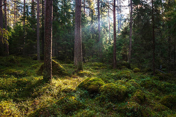 Forest fragment of karelian forest glade photos stock pictures, royalty-free photos & images