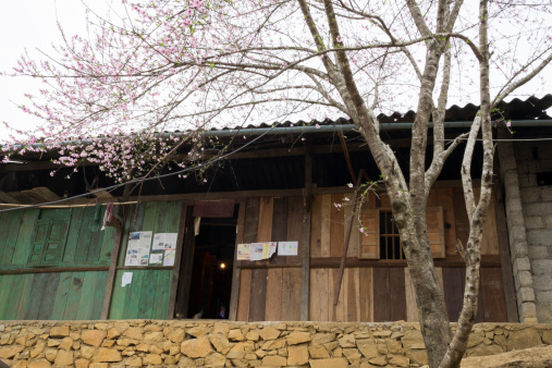 Plum blossom tree in front of Hmong house in spring season