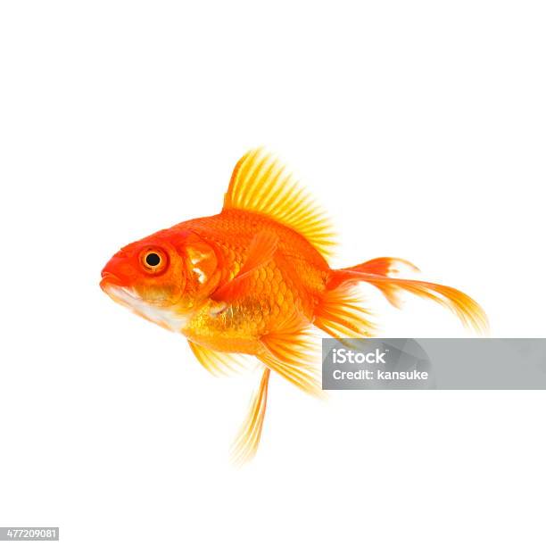 Goldfisch Stockfoto und mehr Bilder von Eleganz - Eleganz, Farbton, Fisch