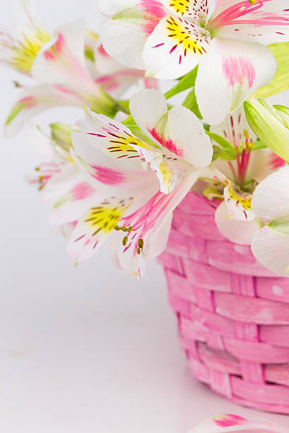 bukiet z alstremeria w wiklina koszyka - vertical studio shot indoors pink zdjęcia i obrazy z banku zdjęć