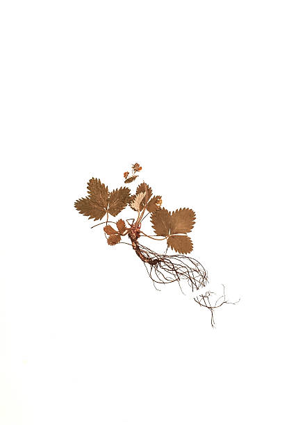 istock dried plant - Fragaria viridis 477210680