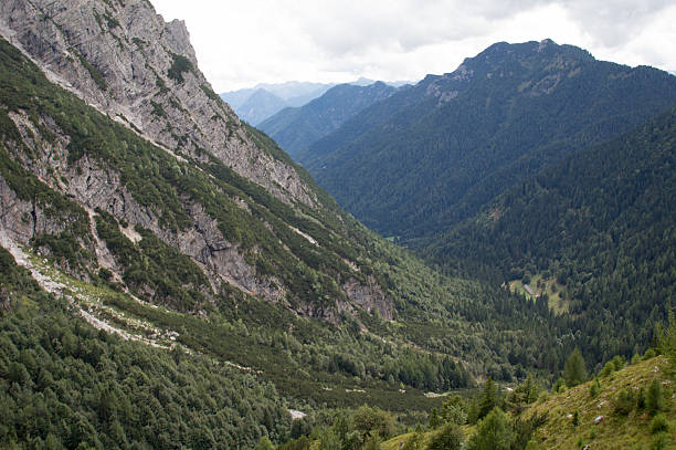 istock Green forest in the mountains 477211306