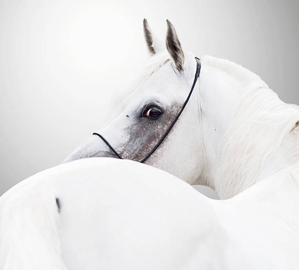 istock white beautiful arabian stallion against white background 477213621