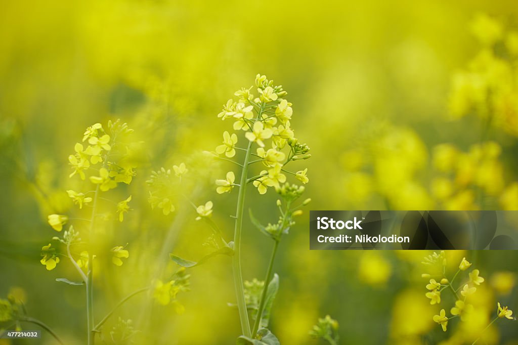 rapeseed field with yellow flowers 2015 Stock Photo