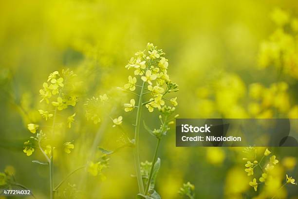 Rapeseed Field With Yellow Flowers Stock Photo - Download Image Now - 2015, Agriculture, Backgrounds