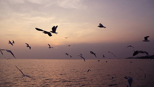 istock Seagull with sunset at Bang Pu beach 477214284